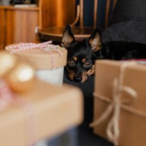 Meet your Posher, Corinne